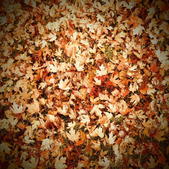 Meet your Posher, Samantha - Picture 2 of 2